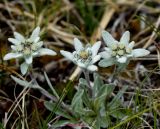 Edelweiss (2)